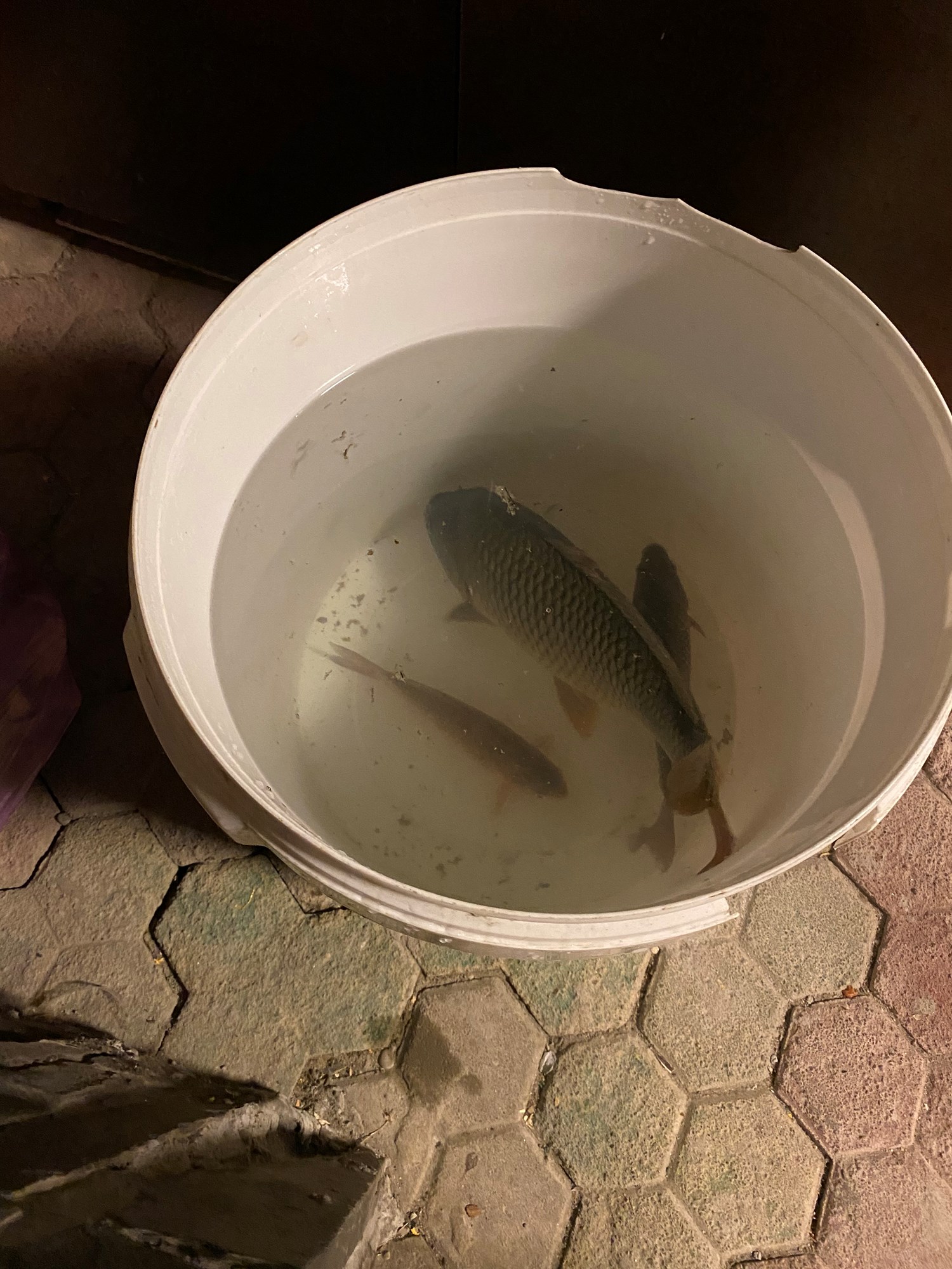 Zaganu 1 - 8 aug. - 408F4CD975954D53BB774CB3327C5906.jpg